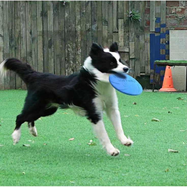Disco Para Arremesso Frisbee Emborrachado Para Cac