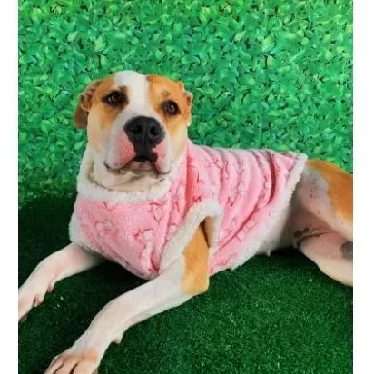 Roupa de cachorro Capa Microsoft S/ Touca para pet