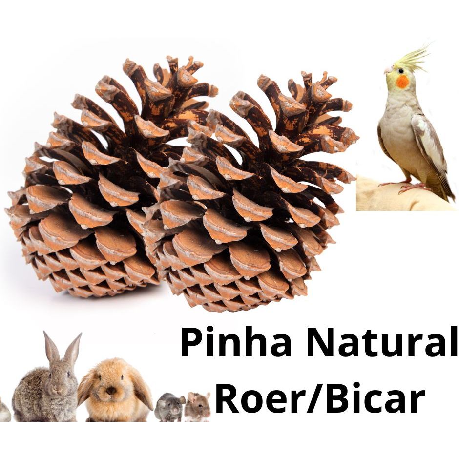 Brinquedo para Calopsita Pinha Natural P/ Psitacídeos, Coelhos, Hamster e Roedores