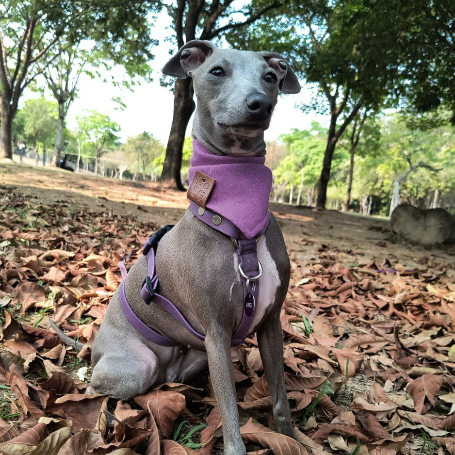 Bandana para pet na cor lilas