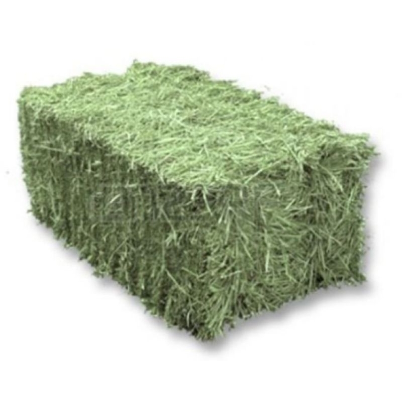 Feno Tifton Verdinho P/ Coelho e Porquinho da Índia de Excelente Qualidade A granel – ENTREGA IMEDIA