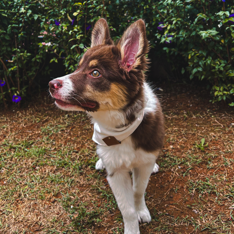 Bandana pet Branca