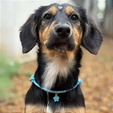 Colar para pet cor azul bebe + berloque surpresa