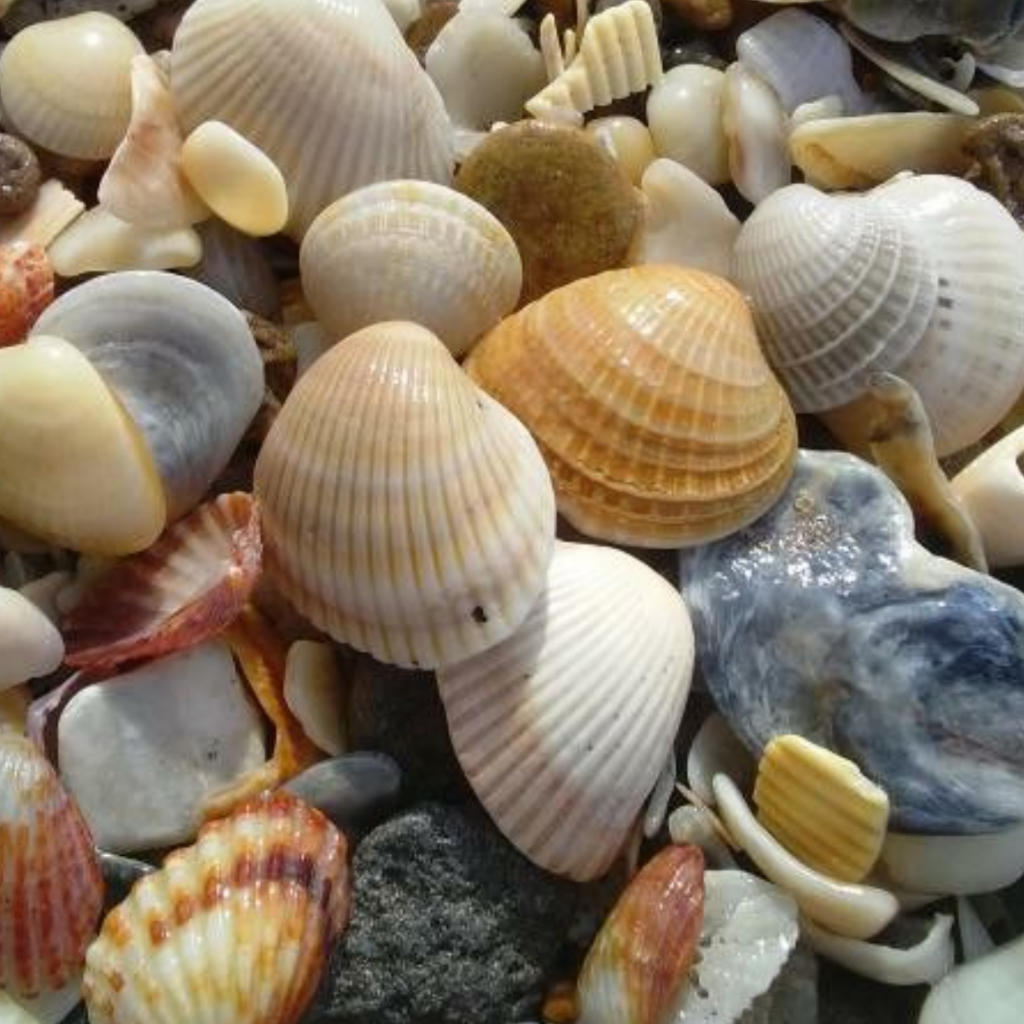 Conchas Marinha para Artesanato e Decoração 100, 50 ou 20 Unidades