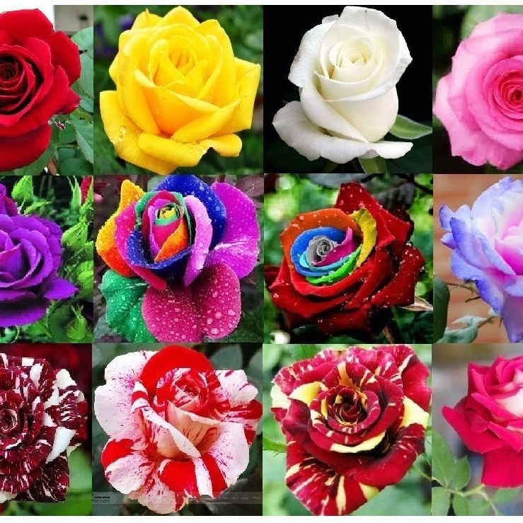 450 sementes de rosas coloridas pra fazer mudas y5
