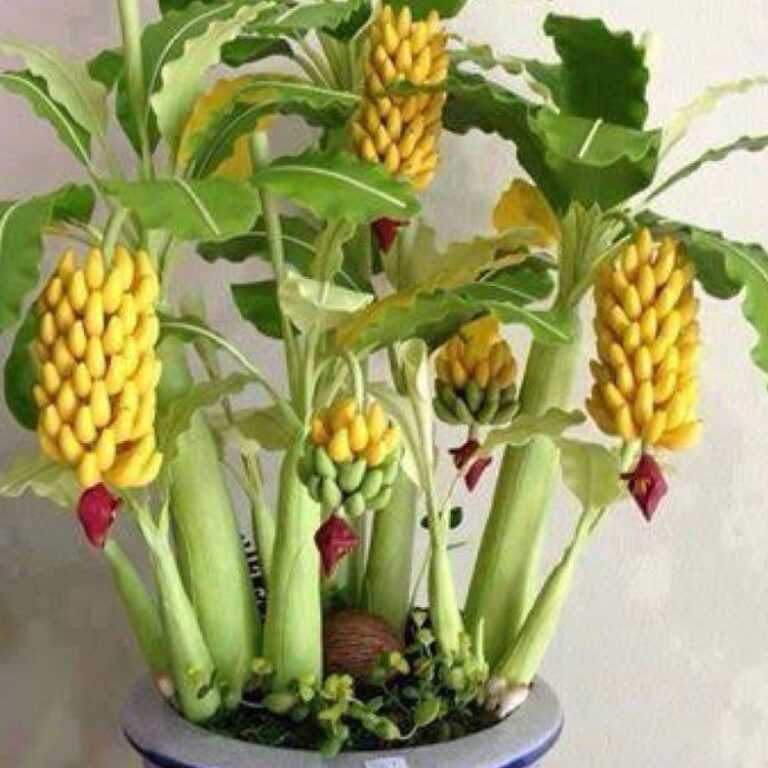 100 Sementes De Mini Bananeira Comestível Bonsai