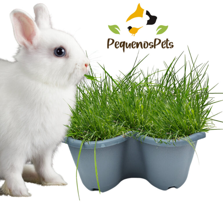 Kit Plantio de Graminha de Feno PequenosPets para 