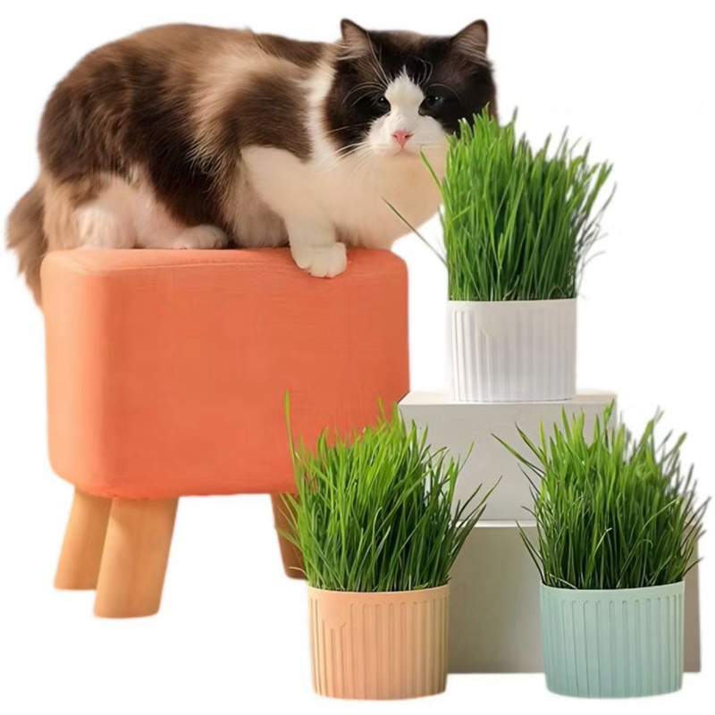 Grama Para Gatos Para Digestão Com Bandeja e Graminha