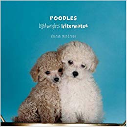 Poodles