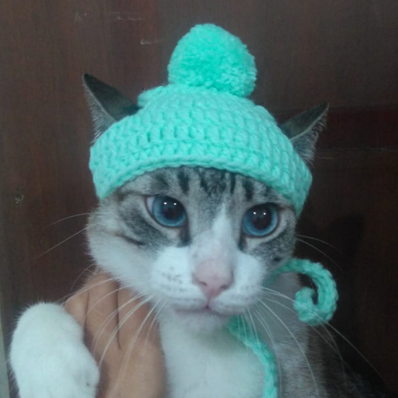 Gorrinho PET – para gatos, filhotes, cães m