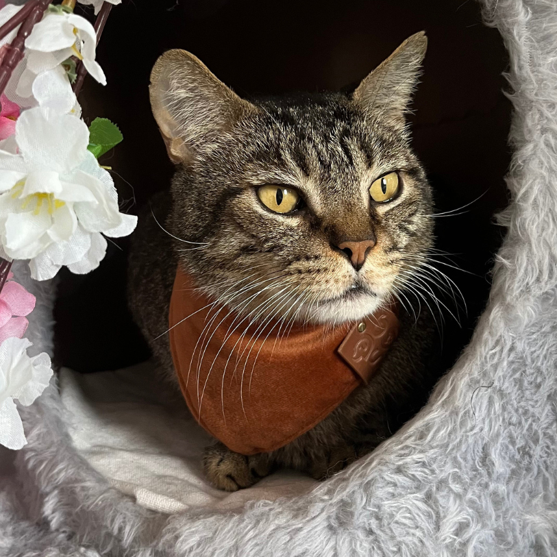 Bandana para pet marrom veludo