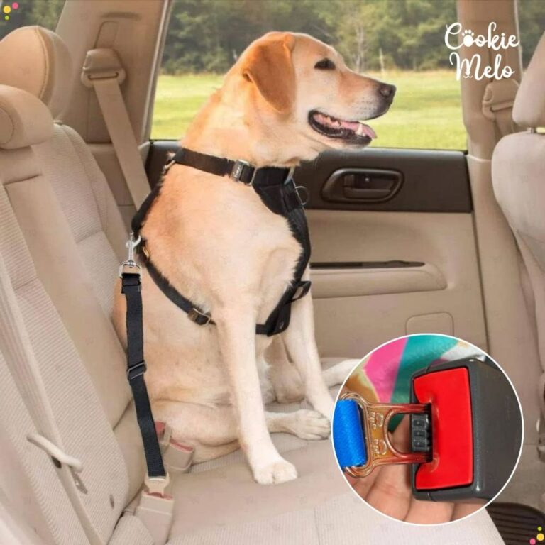 Kit Roupa e Manta Soft Pet Cachorro Gato Porte Peq