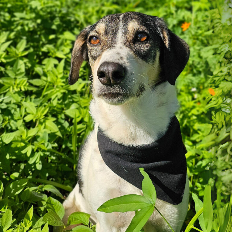 Bandana pet preta