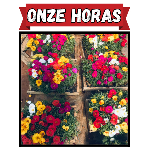 1200 Sementes De Onze Horas Dobrada Cores Sortidas