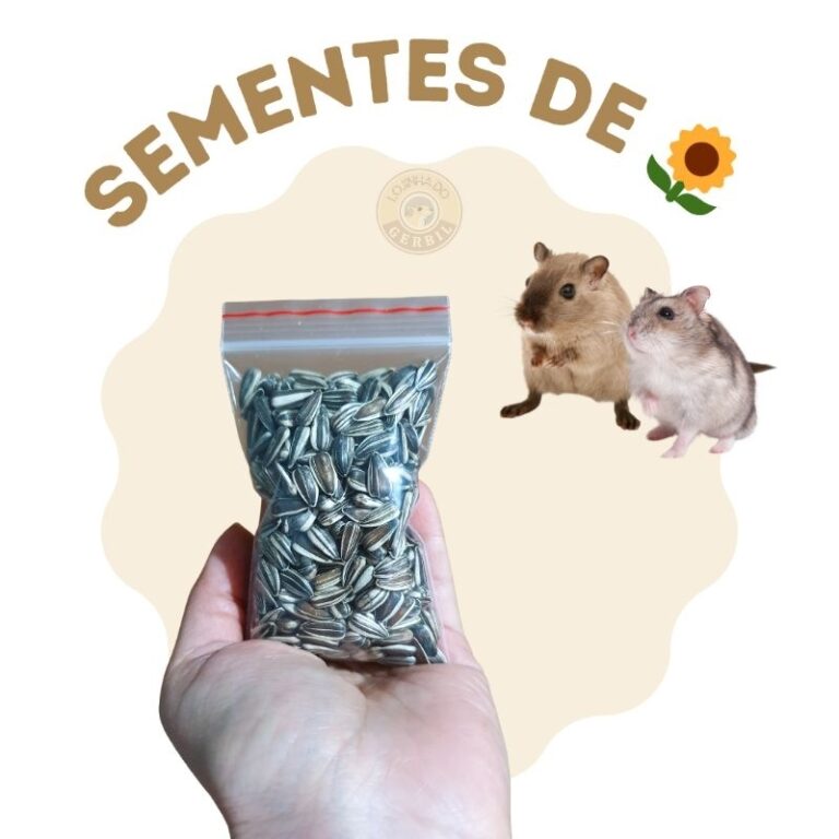 Sementes de Girassol para petisco de pequenos roed