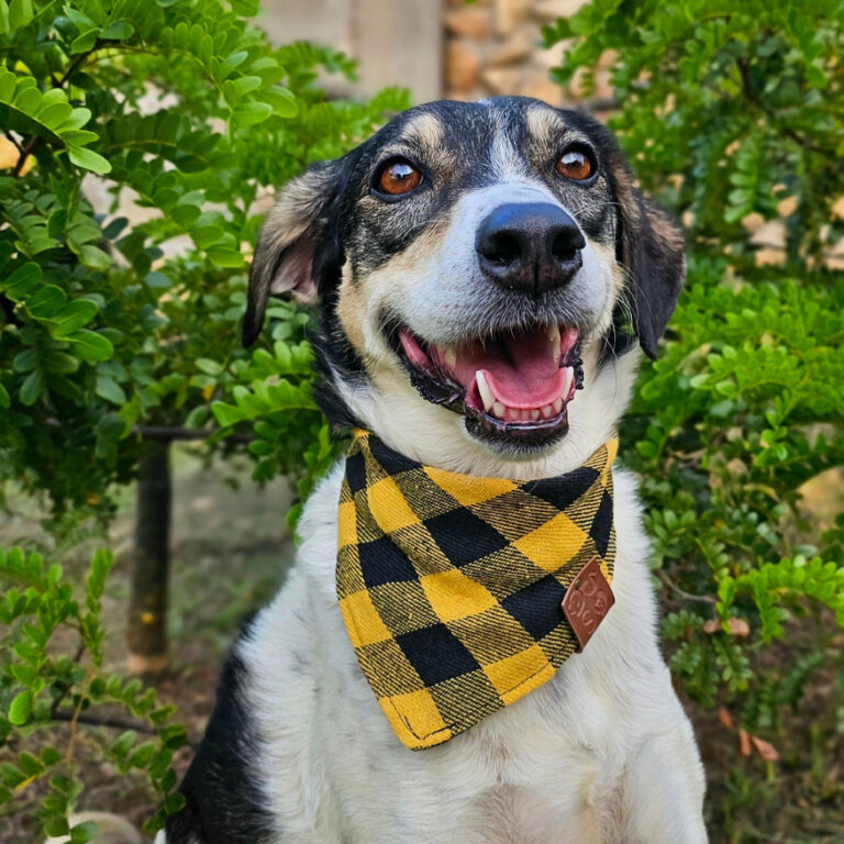 Bandana pet xadrez  várias cores  cães e gatos  