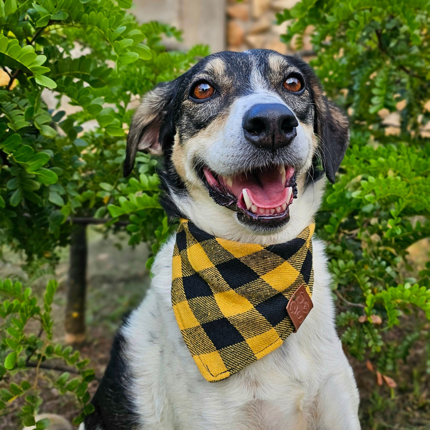 Bandana pet xadrez  várias cores  cães e gatos  tamanho P M G GG e XG