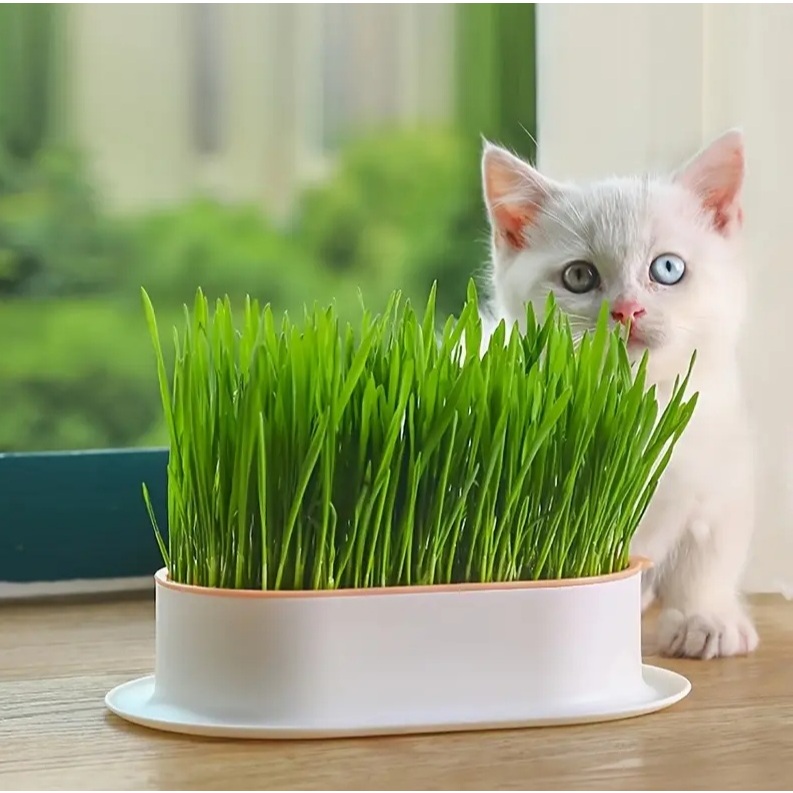 Kit Plantio Erva Grama Dos Gatos. Completo C/ Semente E Bandeija De Germinação Plantio Hidroponico