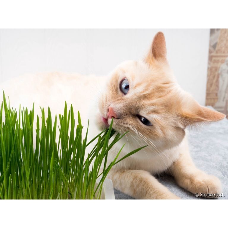 Sementes / Grama para gatos/pet 30 sementes II