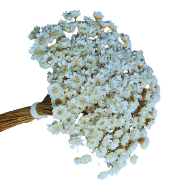 Sempre Viva Florzinha Branca Natural I kit com ate