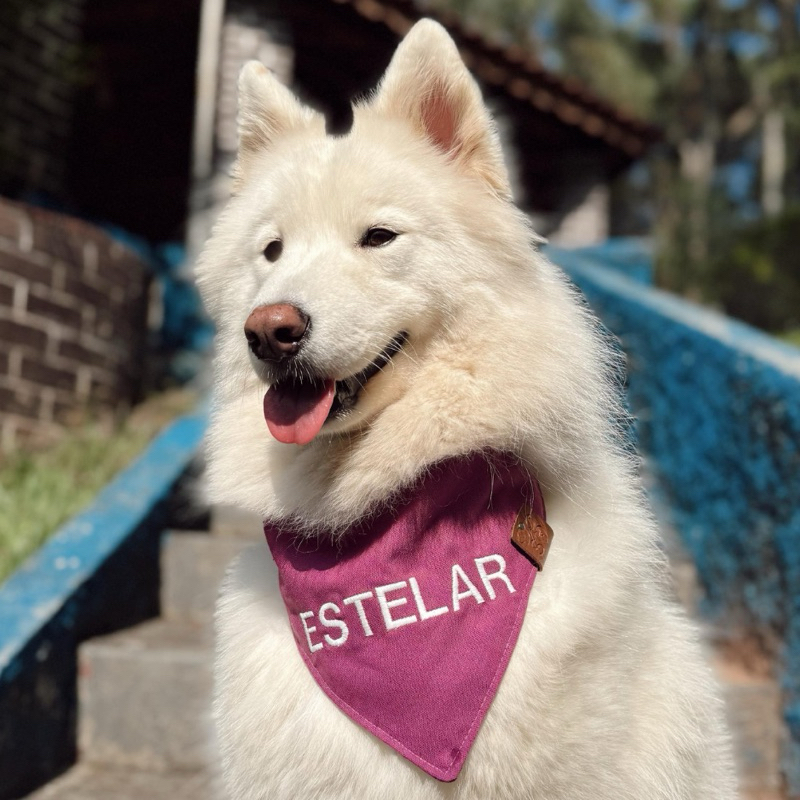 Bandana Pet lisa COM NOME BORDADO – Cães e Gatos – Varias Cores e tamanhos – Artesanal Premium