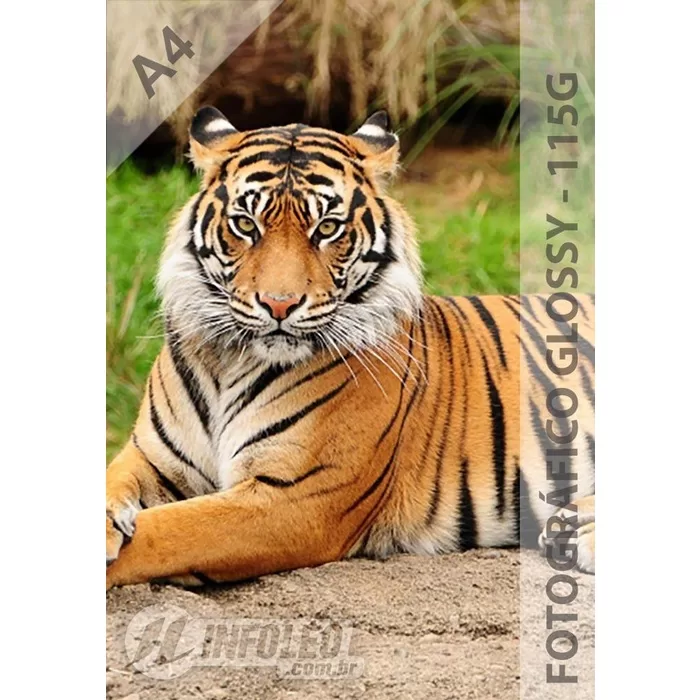 Papel Fotográfico A4 Glossy 115g 50 Folhas