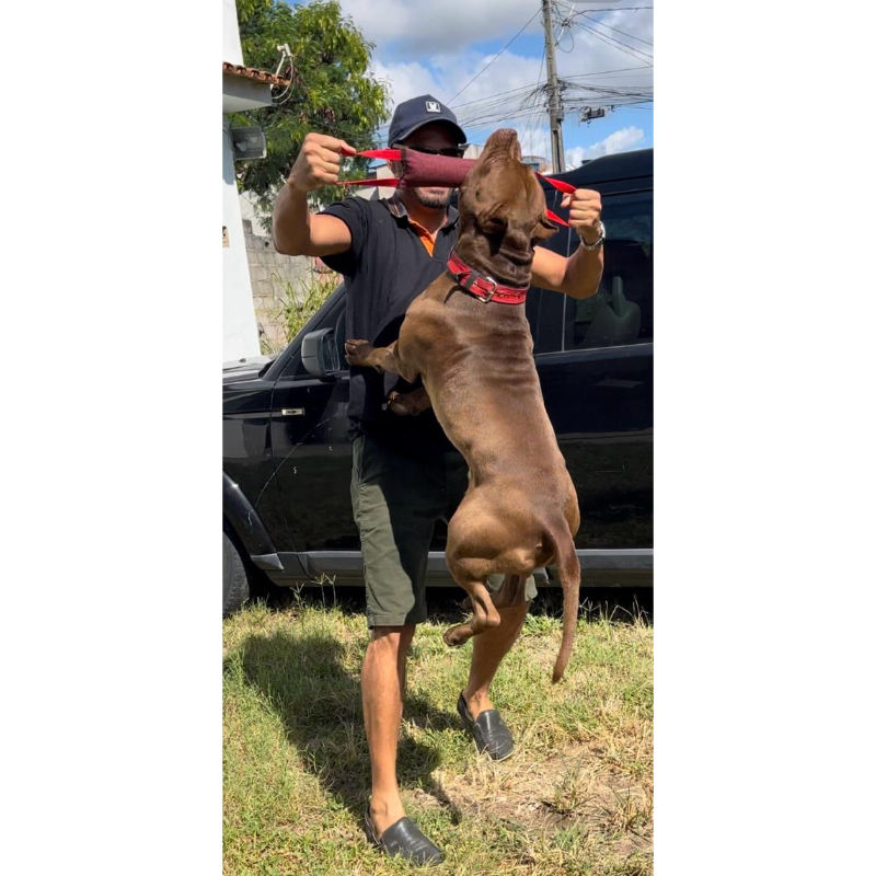 Mordedor Pet para Cachorro Pitbull Dogvix