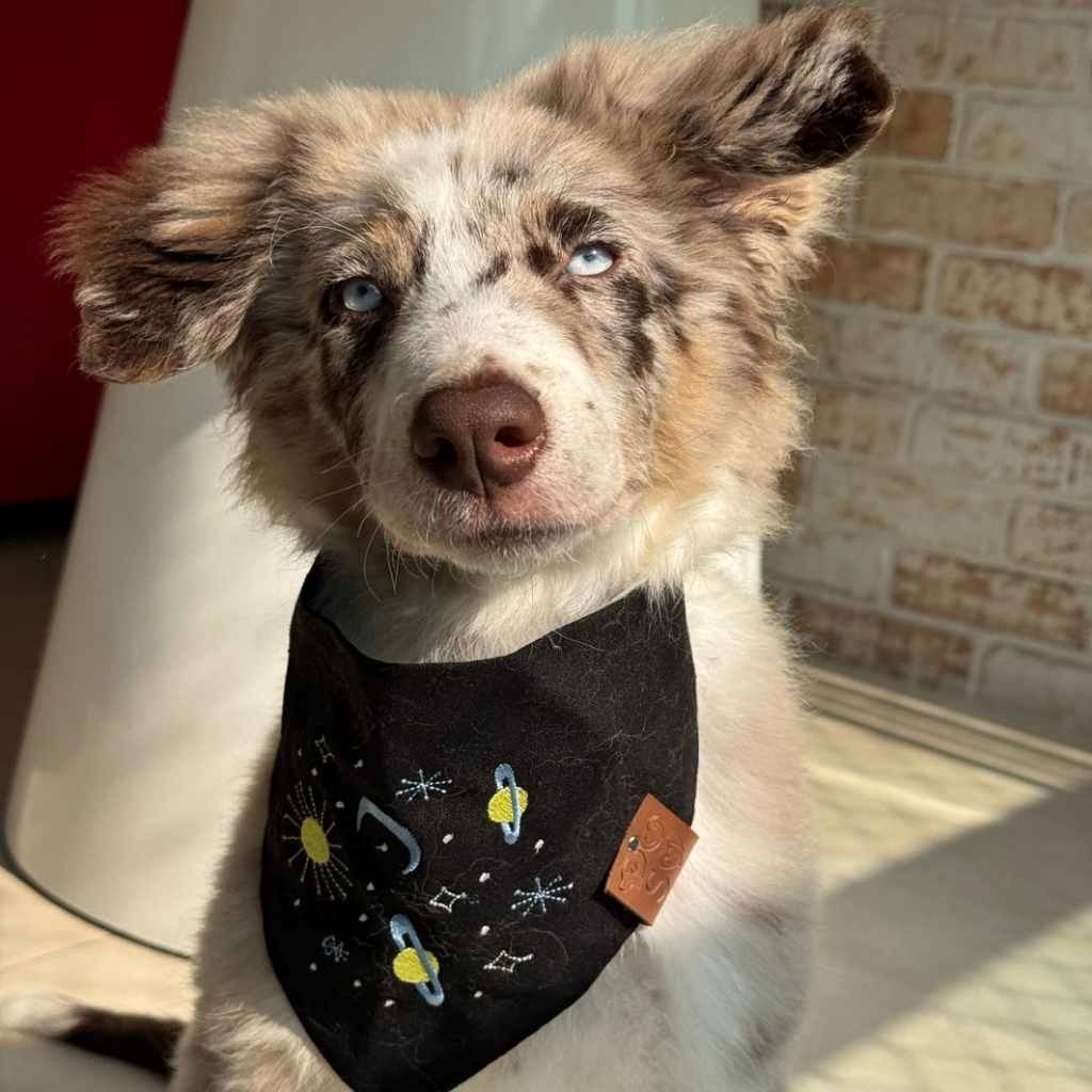 Bandana para pet com bordado de galaxia