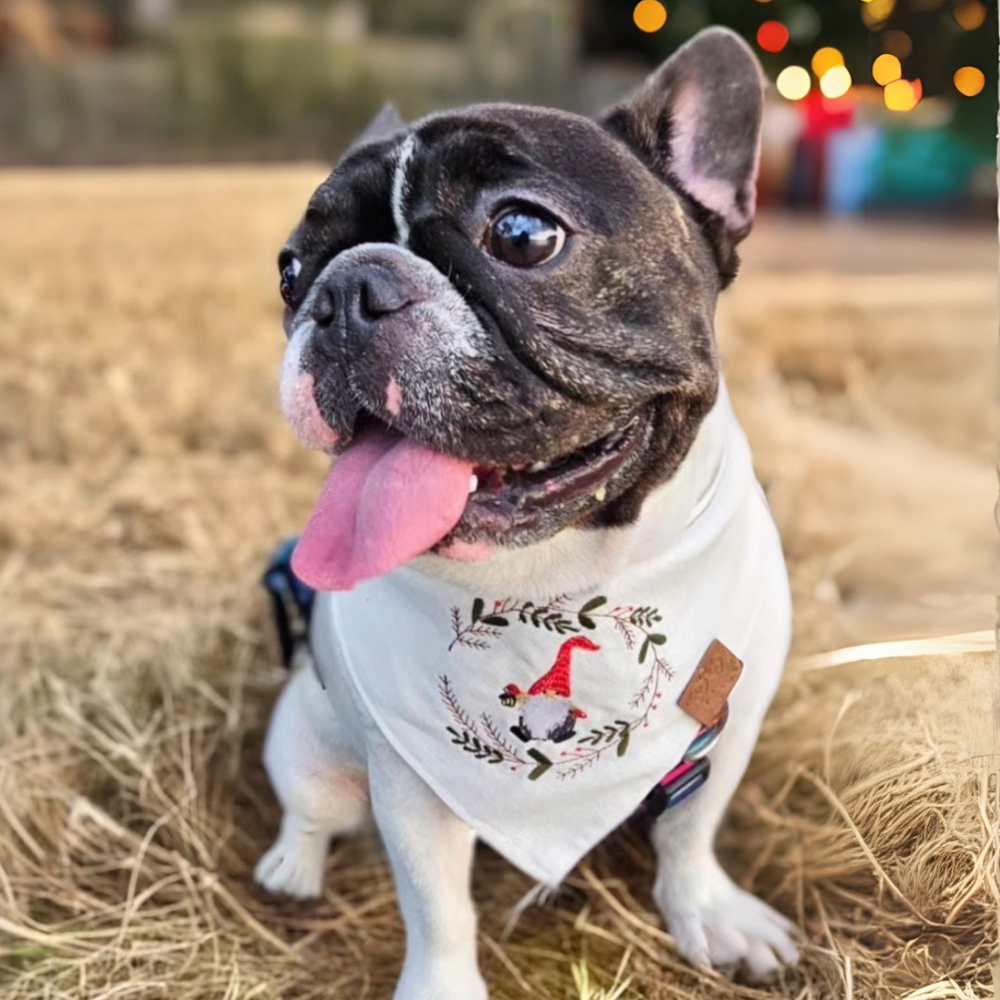 Bandana pet natal gnomo