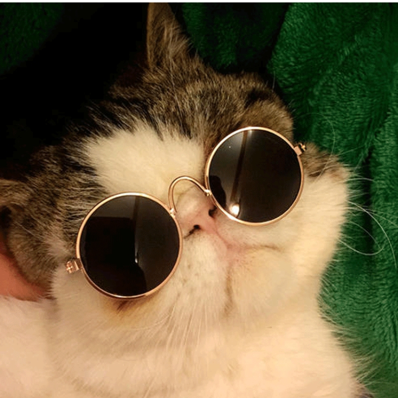 Óculos Pet Cachorro Gato Diversas Cores Óculos Para Animais De Estimação