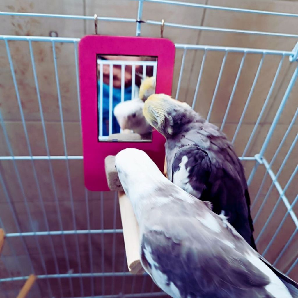 Kit Espelho com Poleiro + 2 Pedras de Cálcio | Brinquedo 3 em 1 p/ Calopsita e Periquito Agapornis