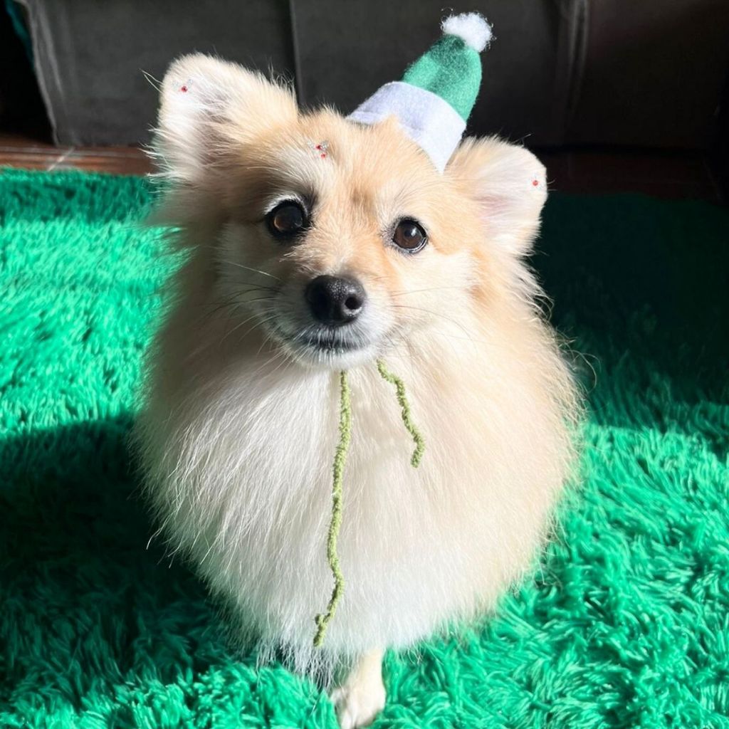 Touca Gorro De Natal Pet Papai Noel Para Gato Cachorro Bordada Divertida Ensaio de Fotos