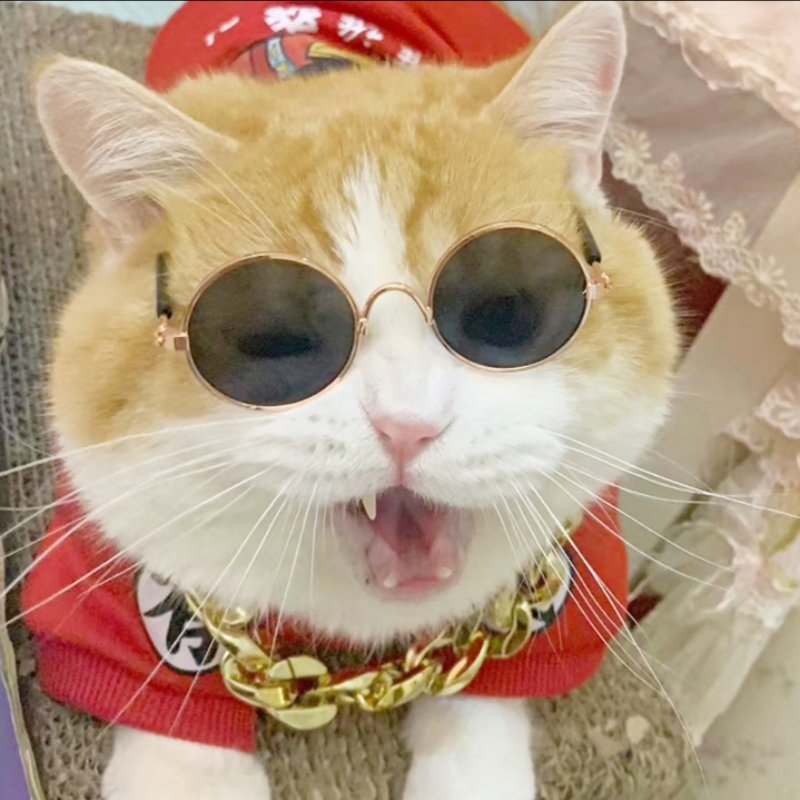 Óculos Pet Cachorro Gato Diversas Cores Óculos Para Animais De Estimação