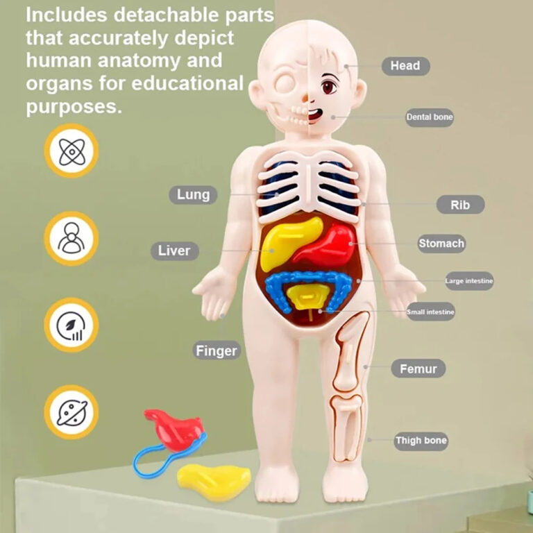 Brinquedo corpo Humano com orgãos removíveis
