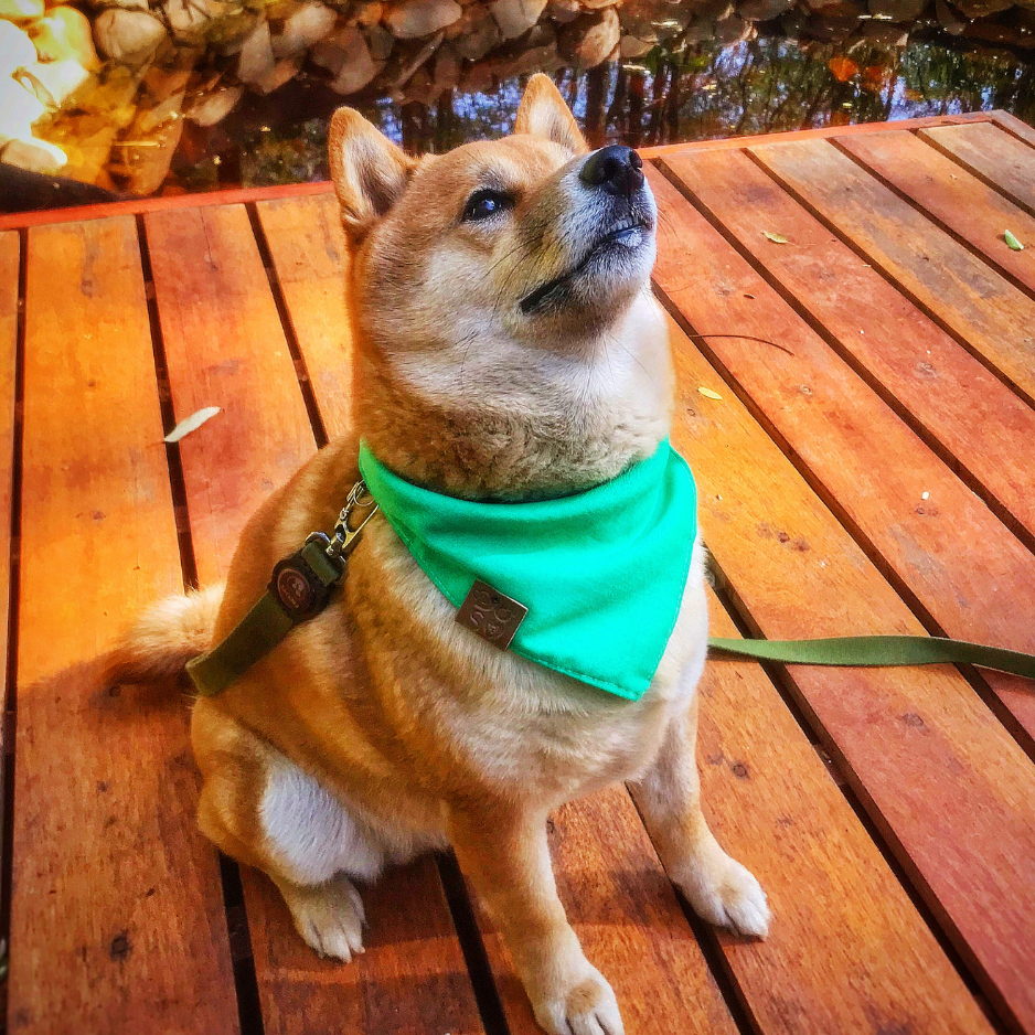 Bandana pet Verde