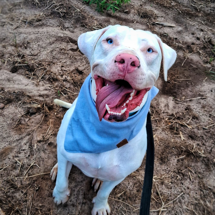 Bandana para pet na cor azul