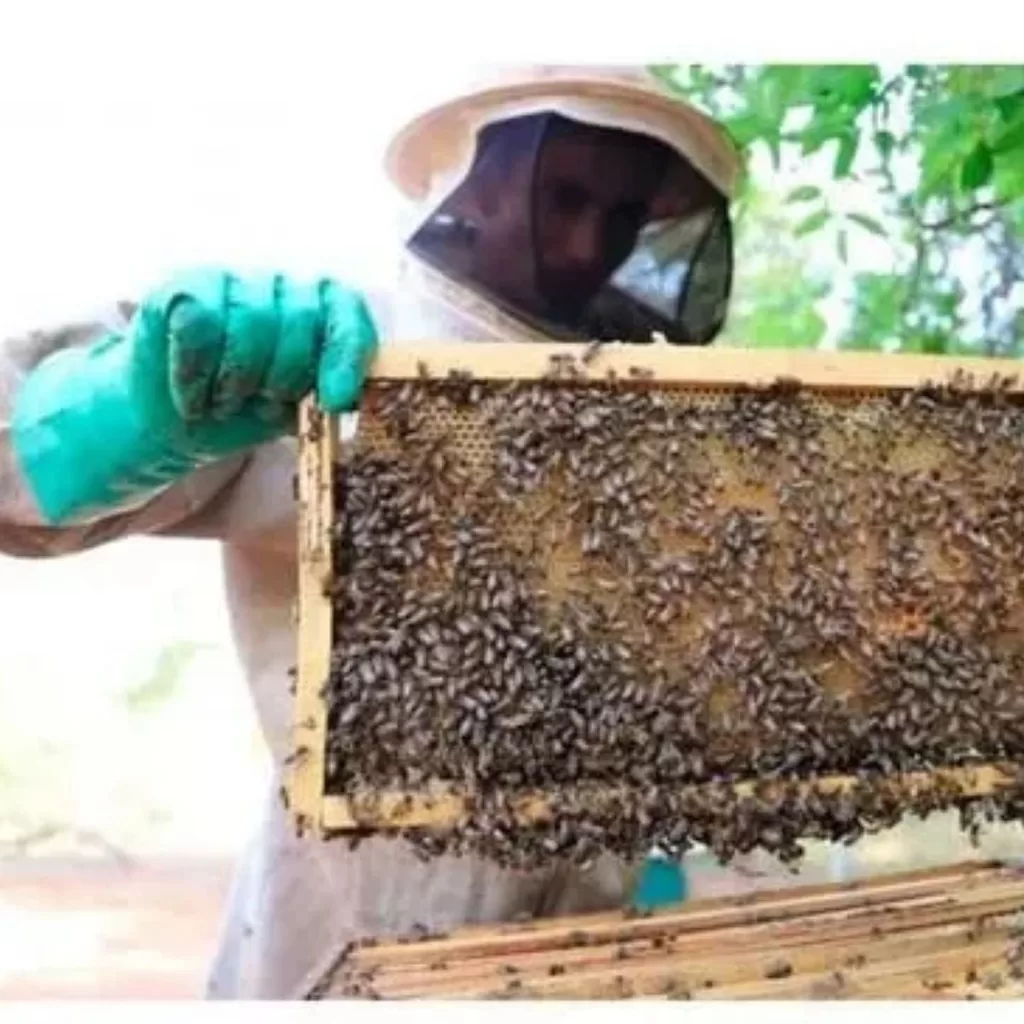 Roupa conjunto Proteção Abelha TNT Com Máscara E Luva epi apicultor apicultura com proteção