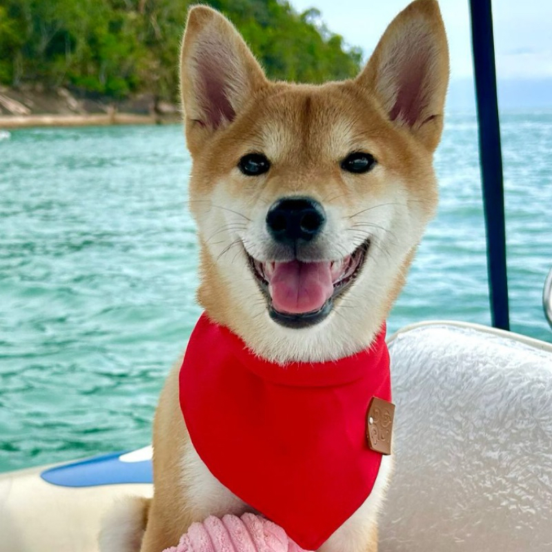 Bandana Pet Personalizada com Nome Grátis (Opcional)  Cores Neutras  Tamanhos P, M, U, G, GG  e XG