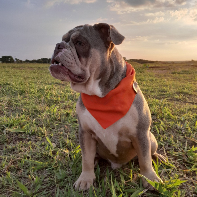 Bandana para pet na cor laranja