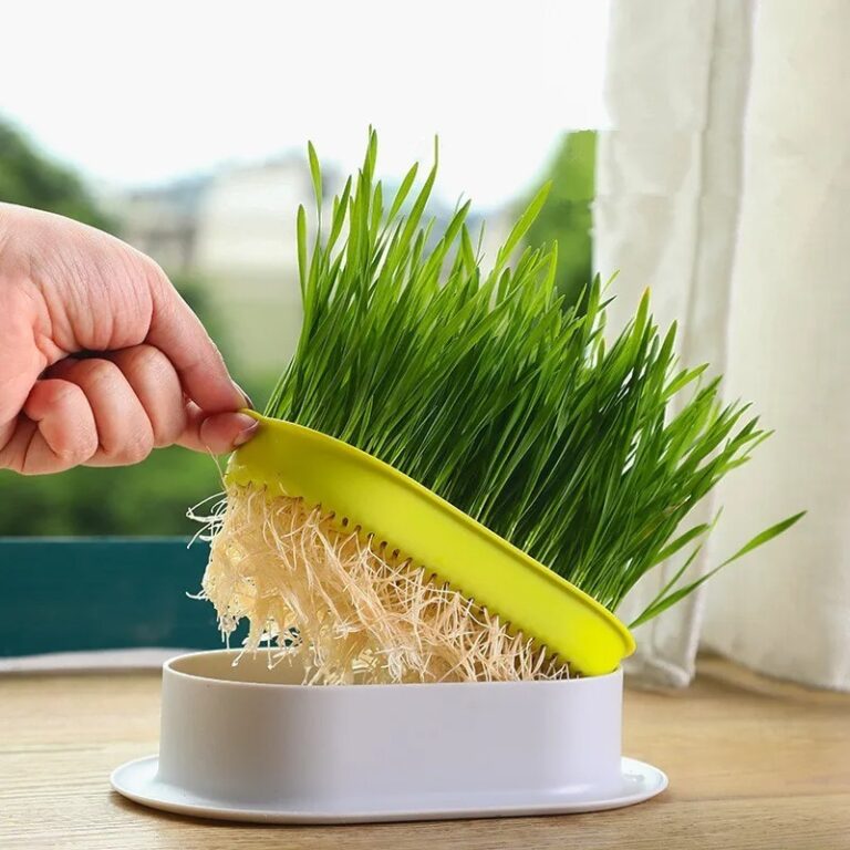 Kit Plante Sua Grama Para Pets Gatos Cachorros Nat
