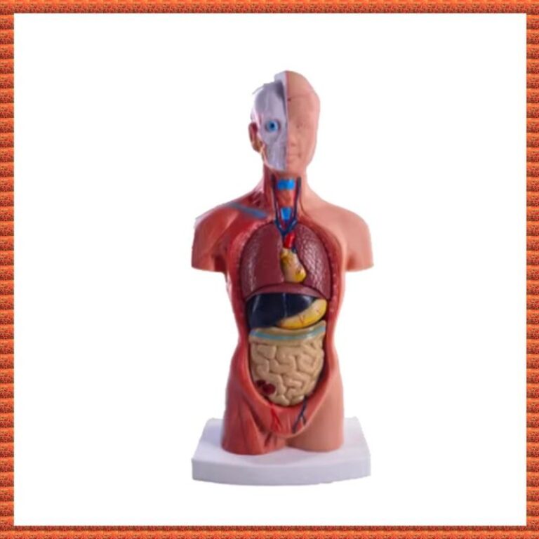 (Zvc) Torso Manequim Anatomia Boneca 15 Peças Rem