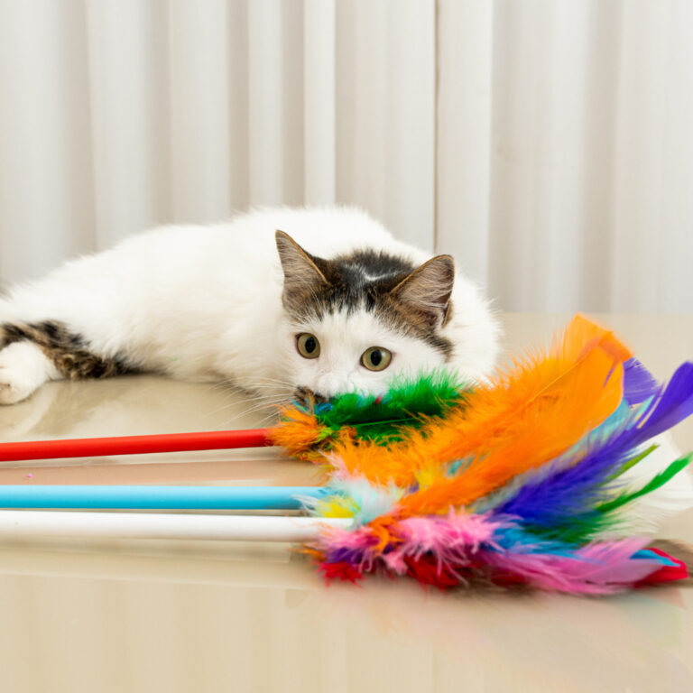 KIT c/ 2 Varinhas Brinquedo p Gato com Penas Color