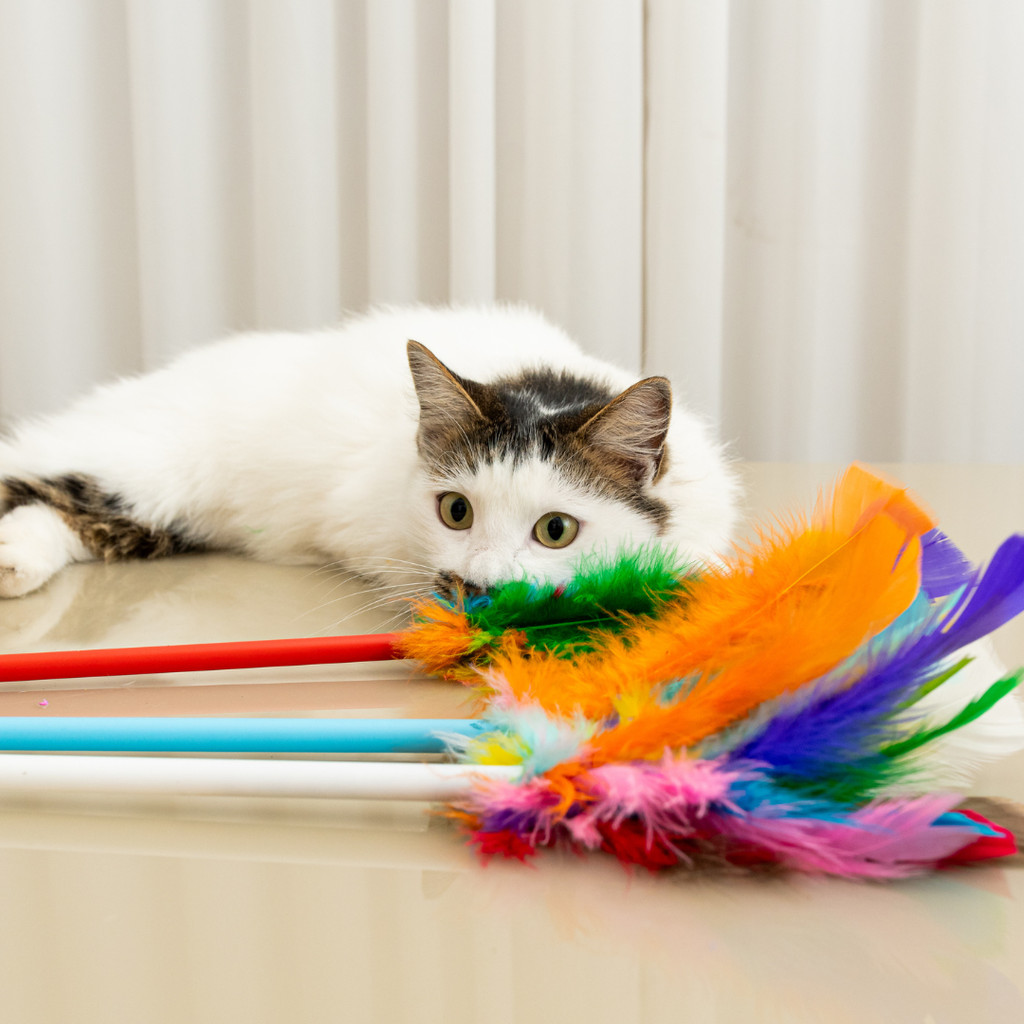 KIT c/ 2 Varinhas Brinquedo p Gato com Penas Coloridas – Interativa
