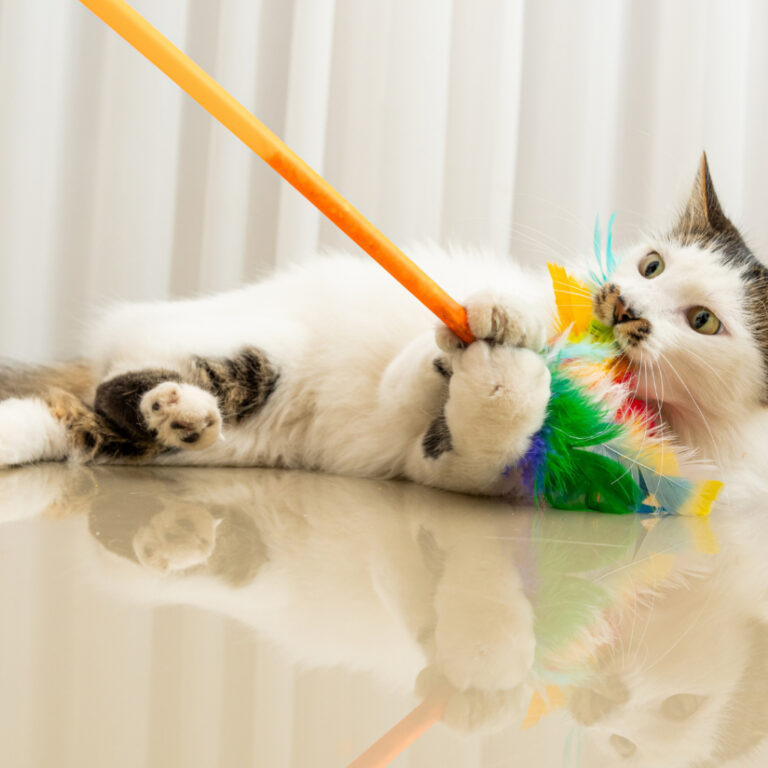Varinha Brinquedo para Gatos Top Penas Interativa 