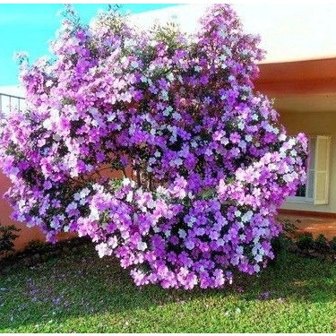 Manacá Da Serra Tibouchina Mutabilis 100 Sementes