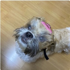 Protetor Ocular para Cães e Pets- Viseira de Prot