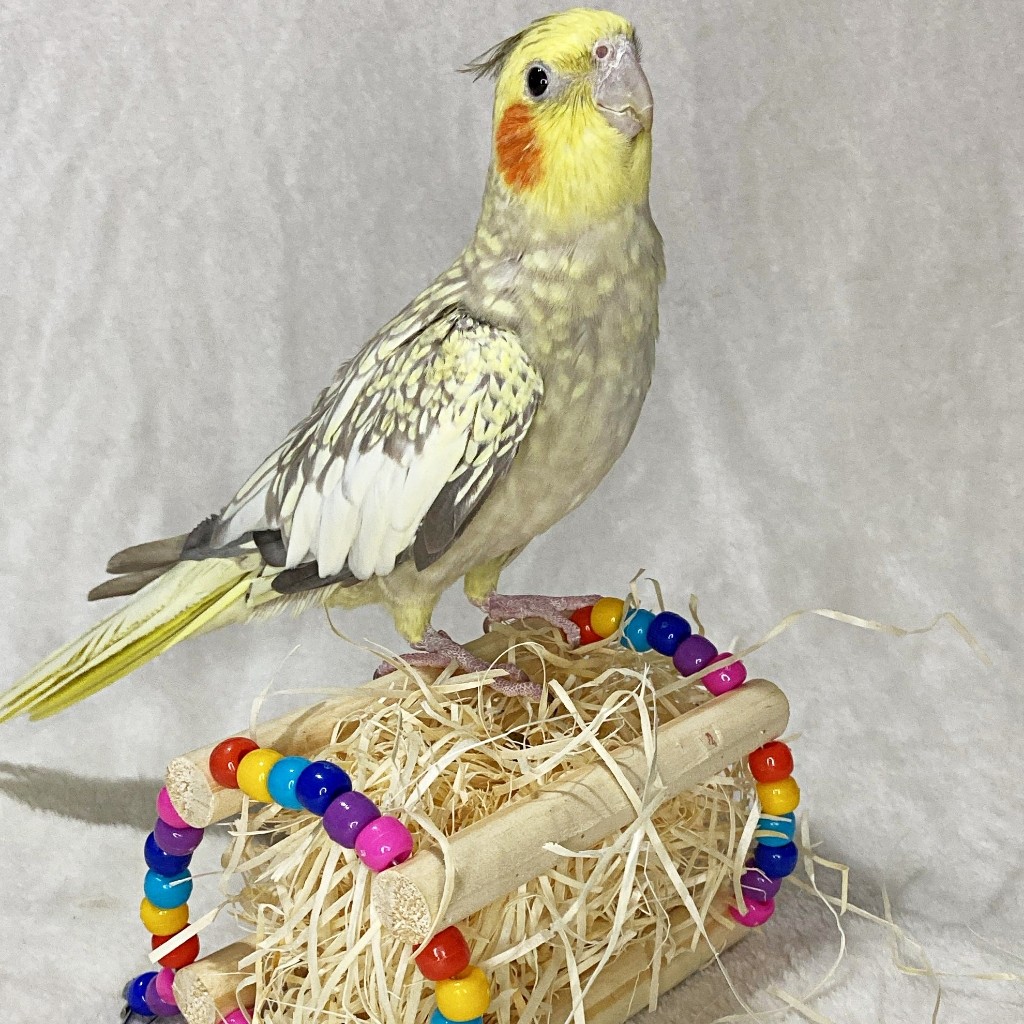 Puxa Palha, Antiestresse – Brinquedo para Calopsita, Periquito, Agapornis