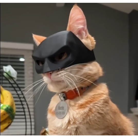 Batgato Batman Pet | Tamanhos P M G GG | Máscara 