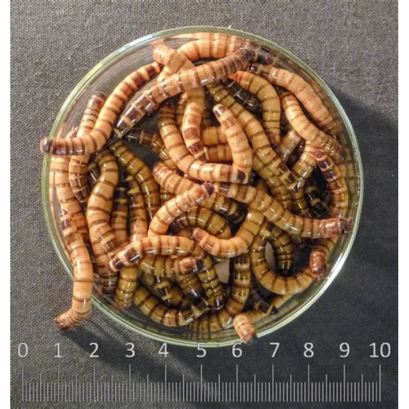 tenebrio gigante 100 larvas vivas