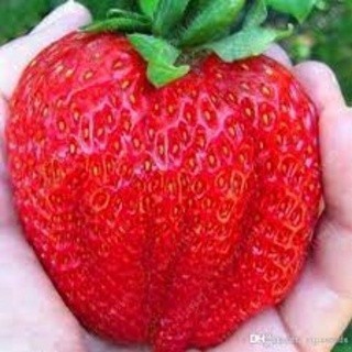 100 Sementes Premium de Morango Gigante Doce